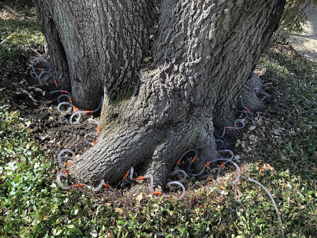 Detailed Tree Cabling and Bracing job site in Uniontown