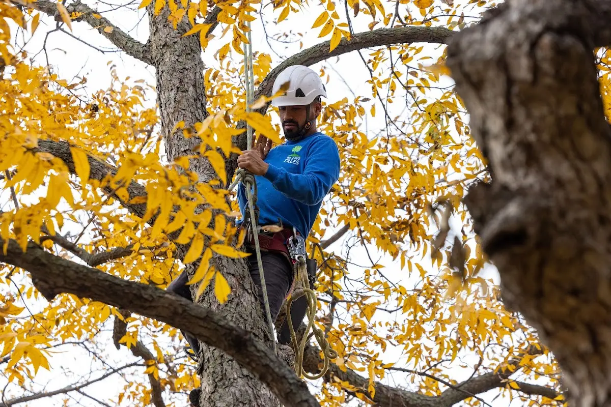 Skilled Tree Planing crew working in Uniontown